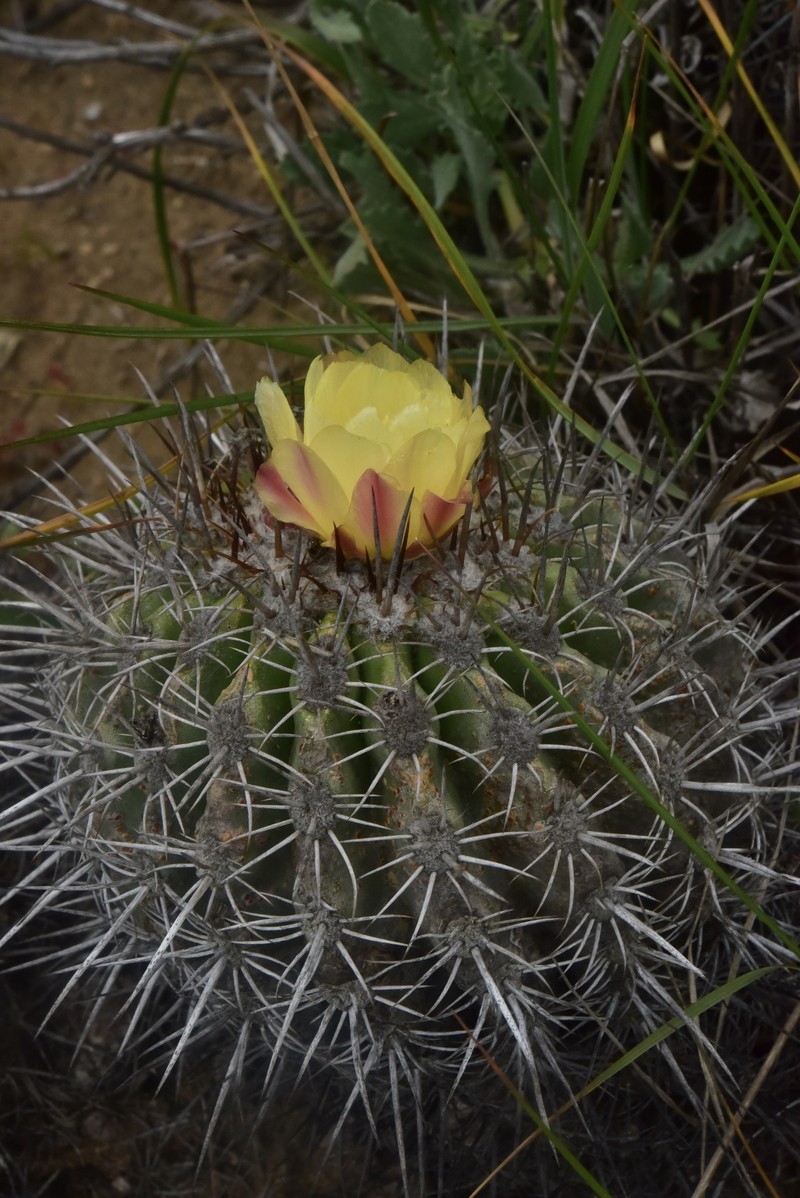 Copiapoa coquimbana subsp. coquimbana photo 3