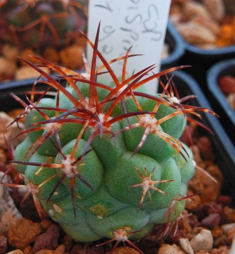 Copiapoa coquimbana subsp. rubispina