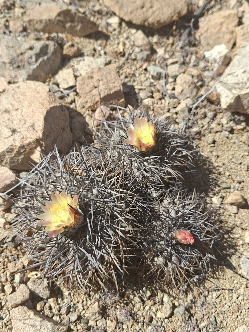 Copiapoa corralensis photo 3