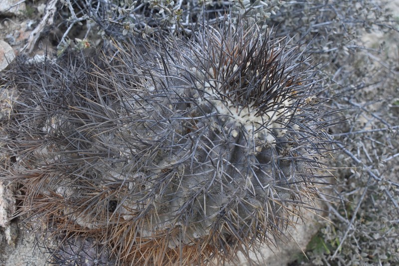 Copiapoa corralensis photo 4