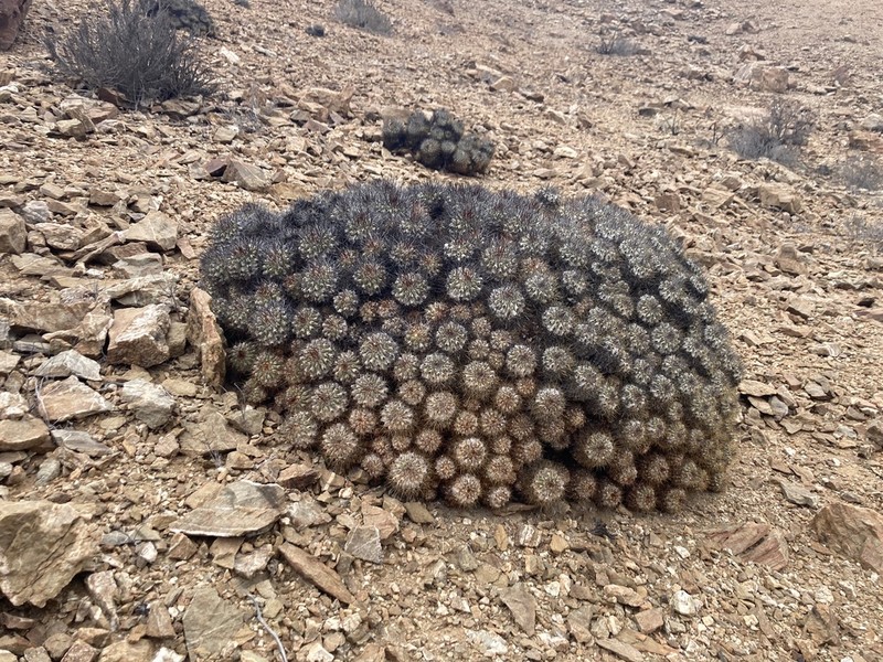 Copiapoa hoffmanniana photo 2