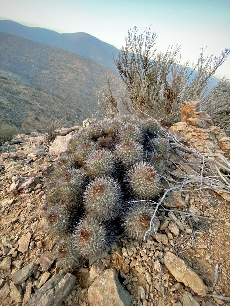 Copiapoa hoffmanniana photo 3