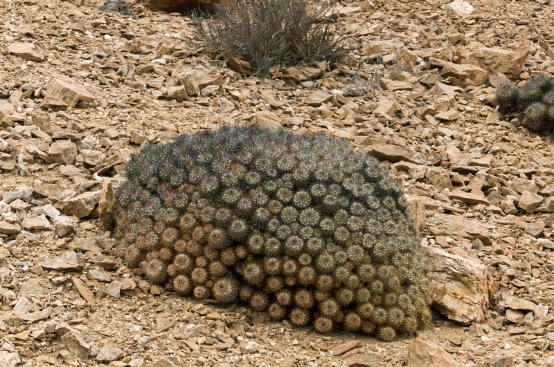Copiapoa hoffmanniana