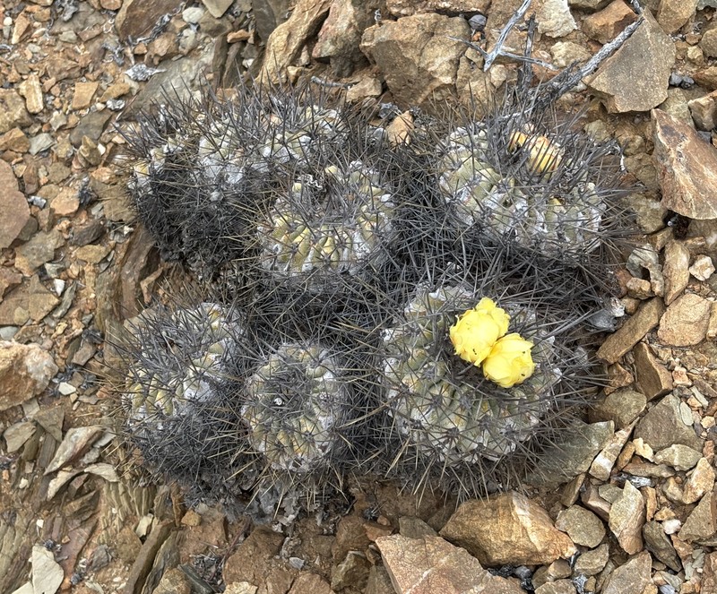 Copiapoa hoffmanniana photo 4