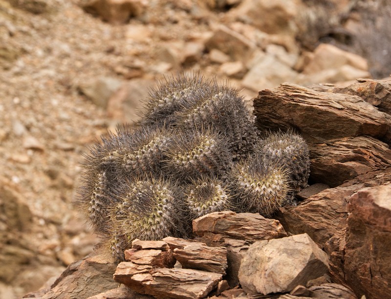 Copiapoa hoffmanniana photo 5