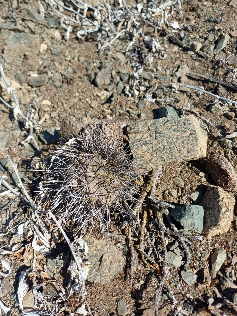 Copiapoa humilis subsp. humilis