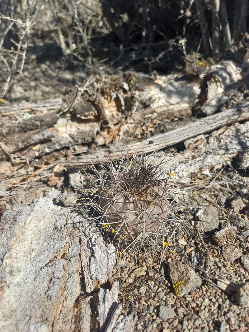 Copiapoa humilis subsp. humilis photo 2