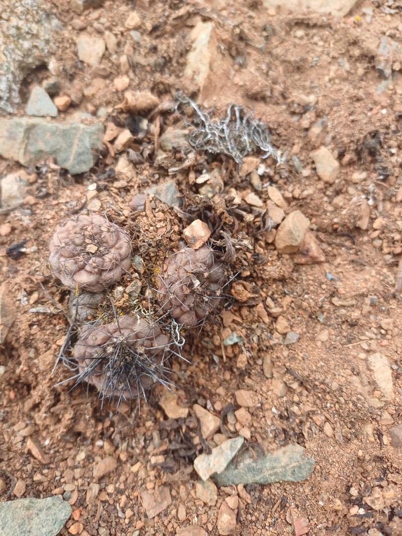 Copiapoa humilis subsp. humilis photo 3