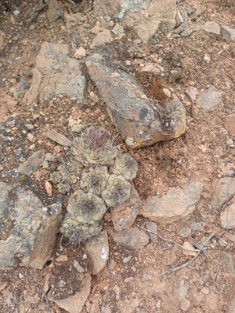 Copiapoa humilis subsp. humilis photo 4