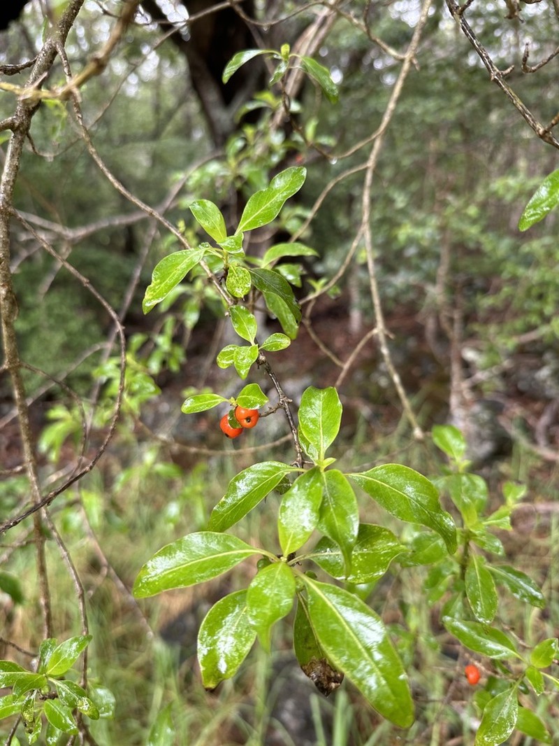Coprosma cordicarpa