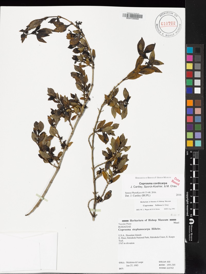 Coprosma cordicarpa photo 2