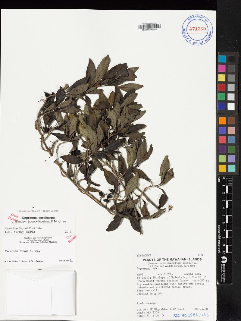 Coprosma cordicarpa photo 3
