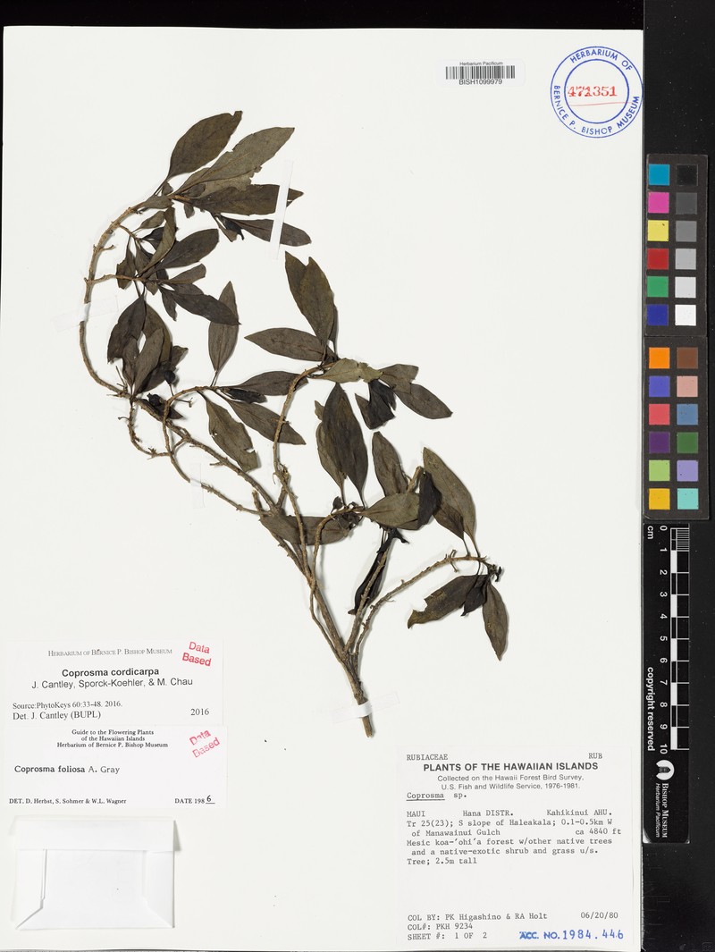Coprosma cordicarpa photo 4