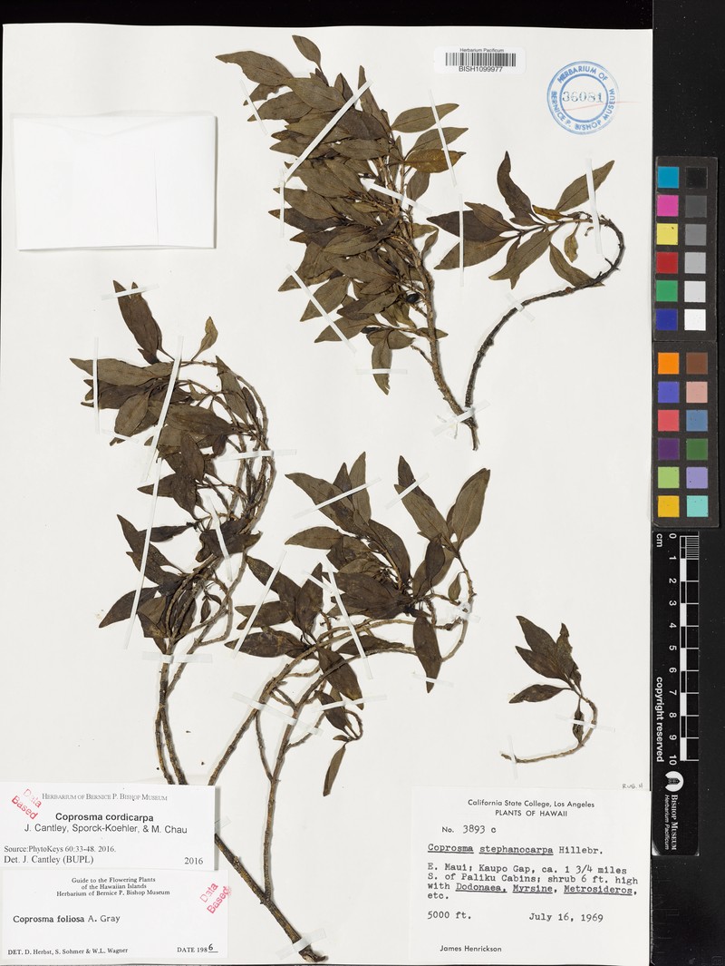 Coprosma cordicarpa photo 5