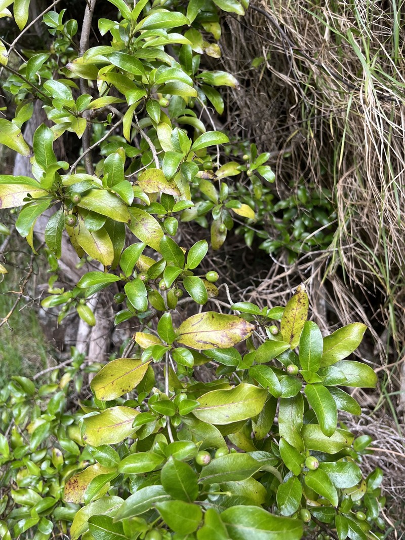 Hawai'I Mirrorplant photo 2