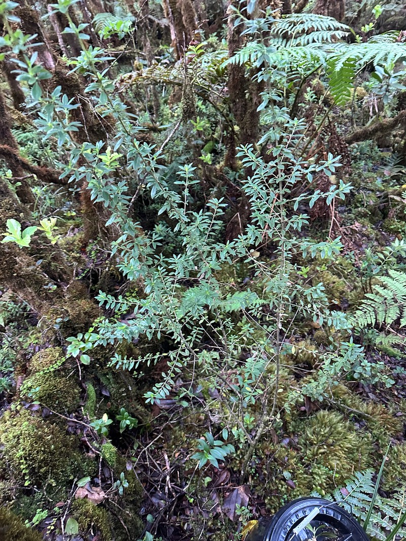 Bog Mirrorplant