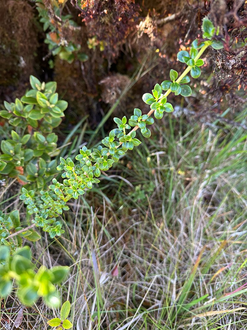 Bog Mirrorplant photo 2