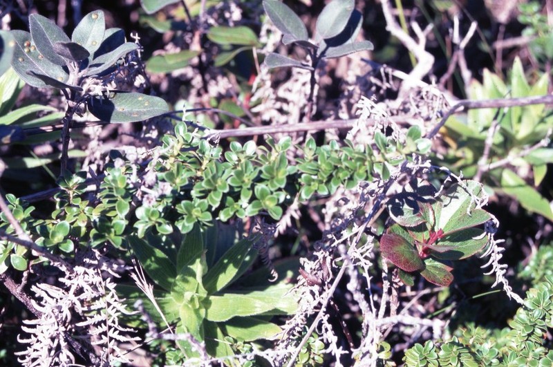 Bog Mirrorplant photo 3