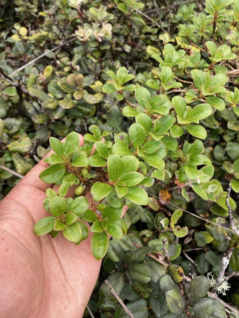 Bog Mirrorplant photo 7