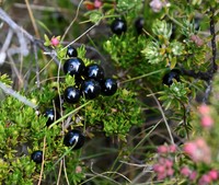 'Aiakanene