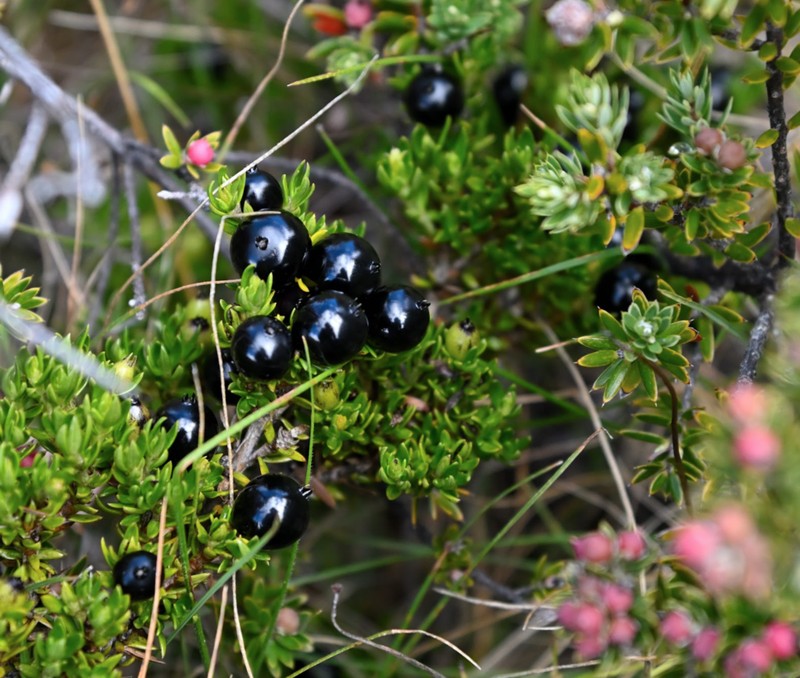 'Aiakanene