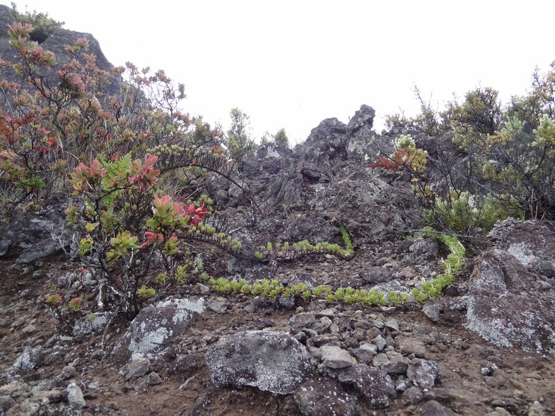 'Aiakanene photo 2