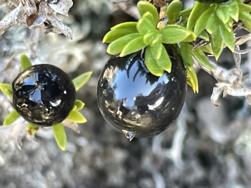 'Aiakanene photo 3