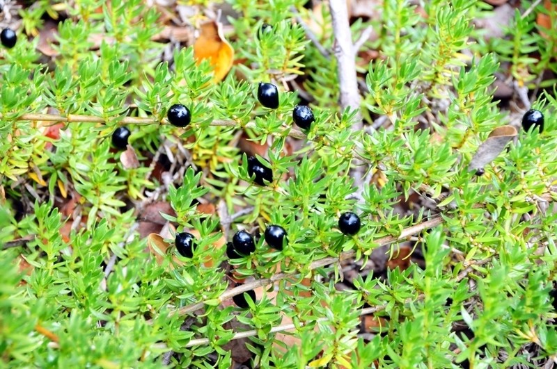 'Aiakanene photo 5