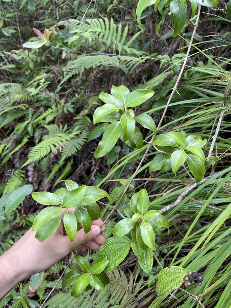 Forest Mirrorplant photo 2