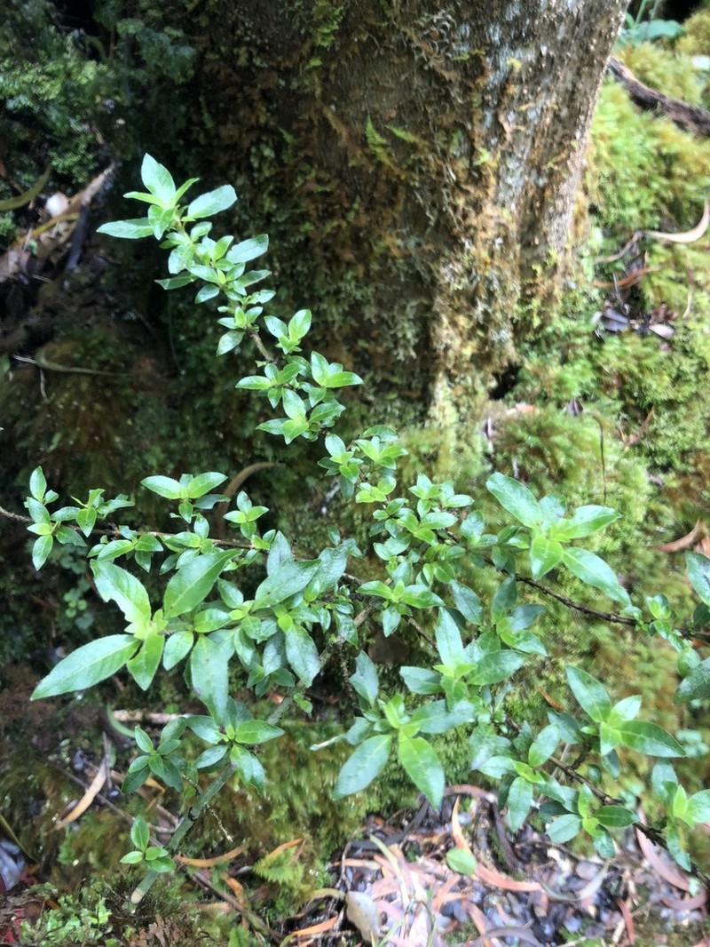 Forest Mirrorplant photo 3