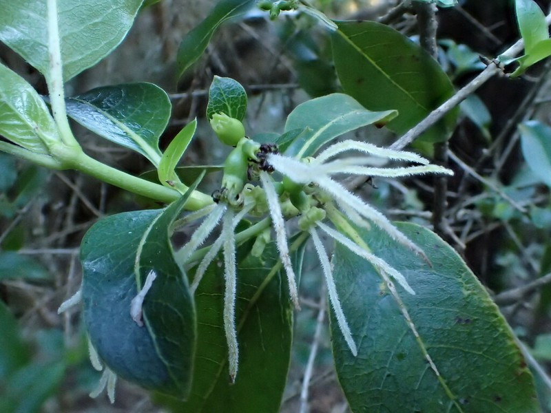 Forest Mirrorplant photo 4