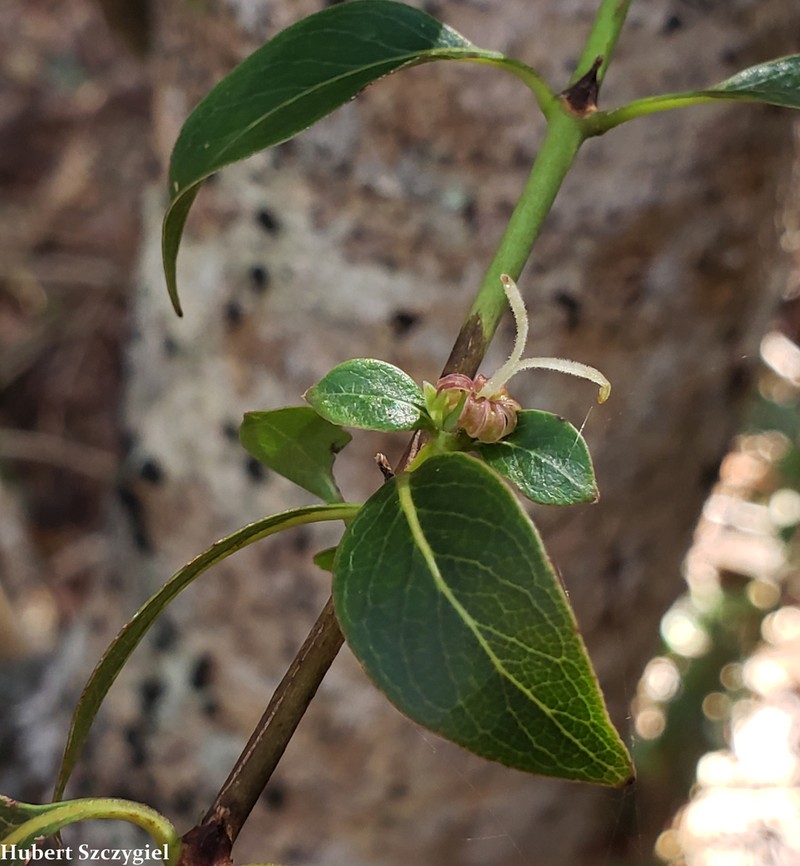 Forest Mirrorplant photo 5