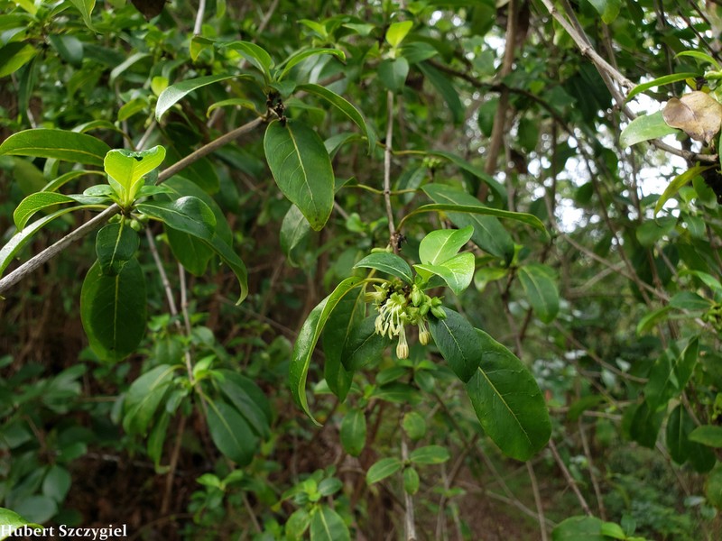 Forest Mirrorplant photo 6