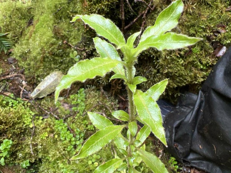 Forest Mirrorplant photo 7