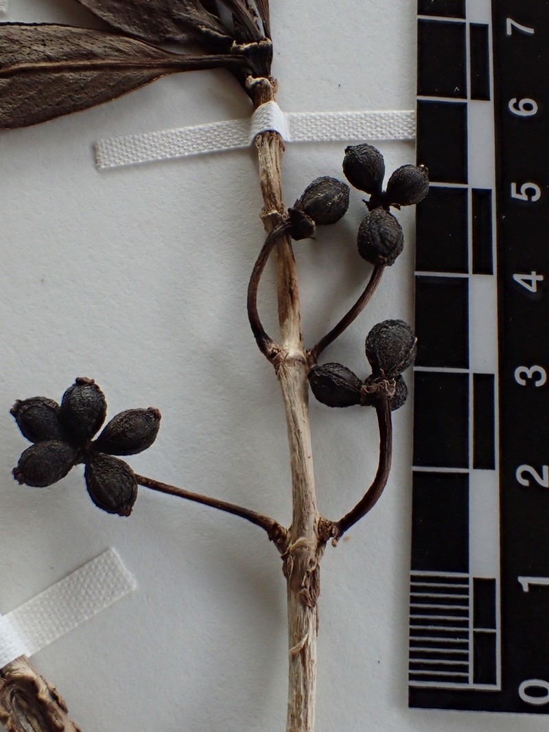Coprosma kawaikiniensis photo 2