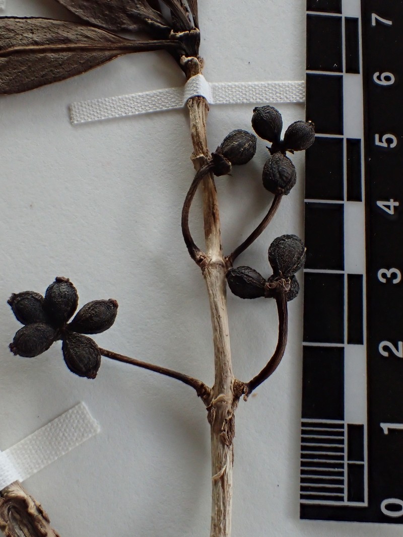 Coprosma kawaikiniensis photo 4