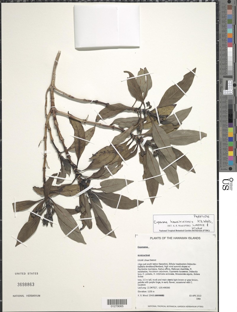 Coprosma kawaikiniensis photo 5