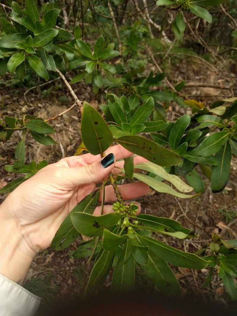 Oahu Mirrorplant