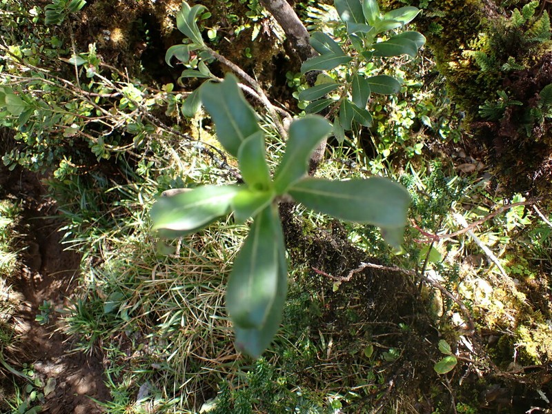 Oahu Mirrorplant photo 2