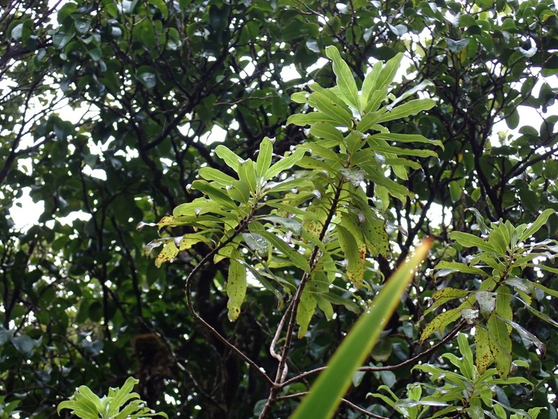 Oahu Mirrorplant photo 3
