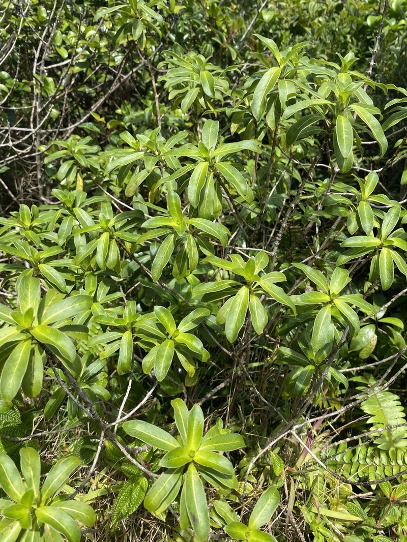 Oahu Mirrorplant photo 7