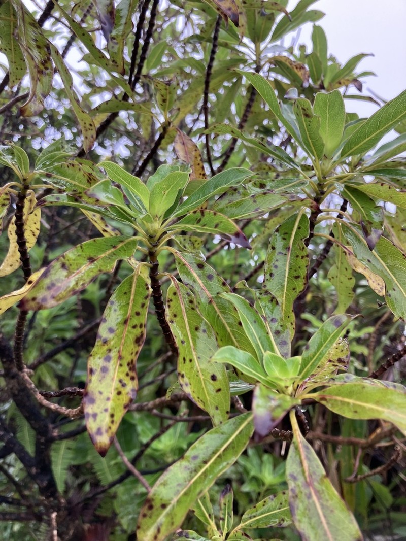 Oahu Mirrorplant photo 8
