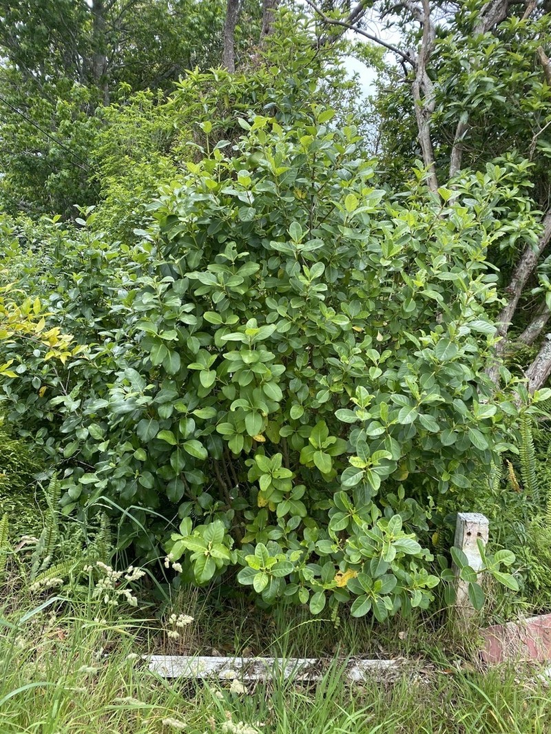 Coprosma macrocarpa subsp. macrocarpa