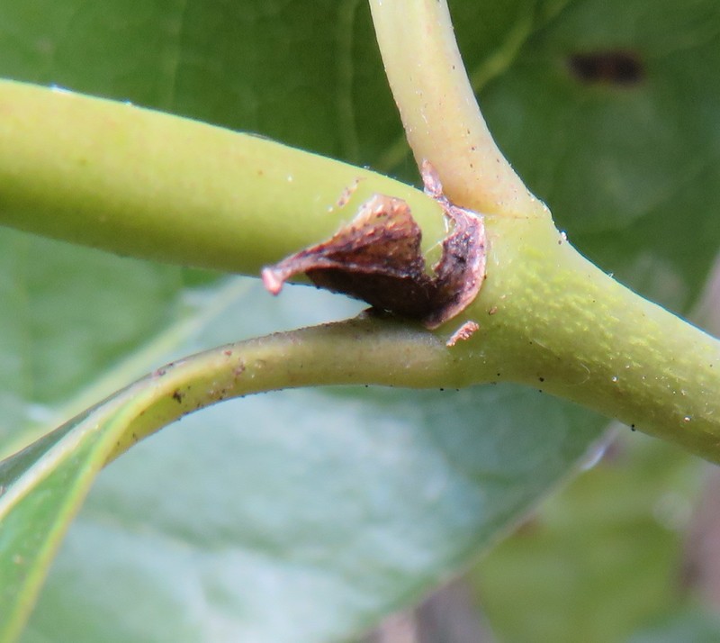 Coprosma macrocarpa subsp. macrocarpa photo 2
