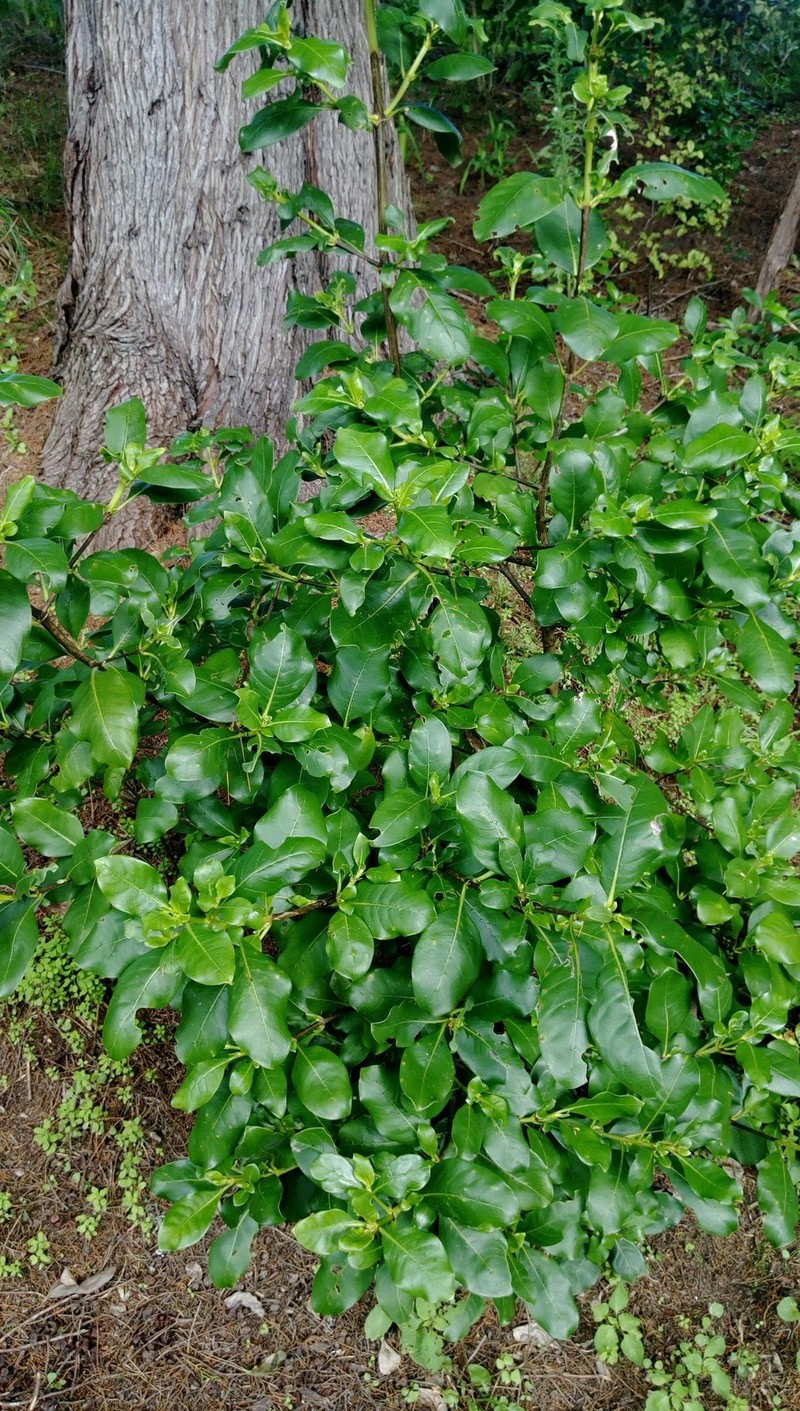 Coprosma macrocarpa subsp. macrocarpa photo 3