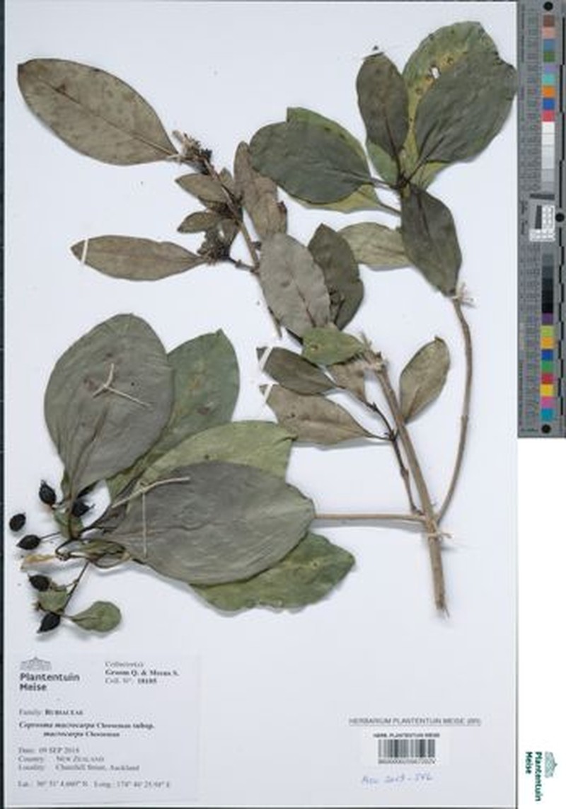 Coprosma macrocarpa subsp. macrocarpa photo 4