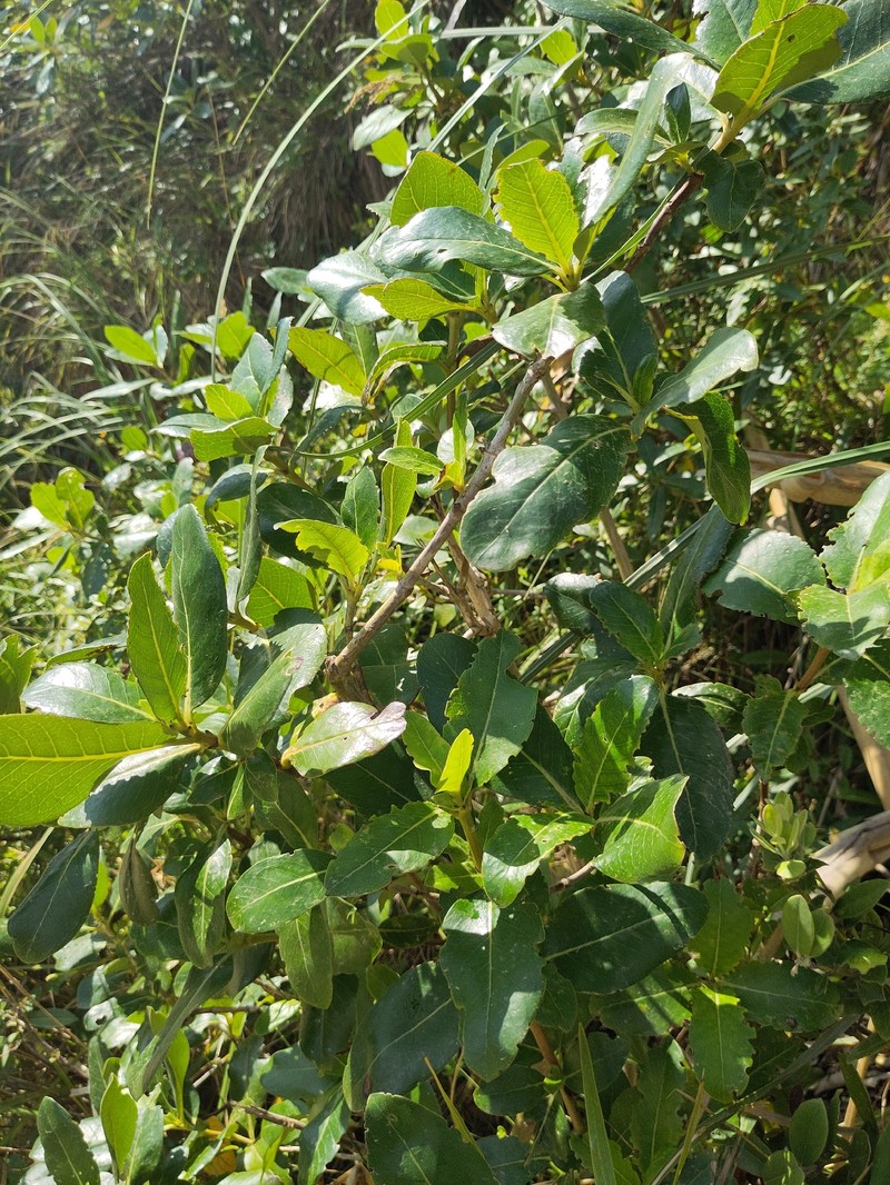 Coprosma macrocarpa subsp. minor