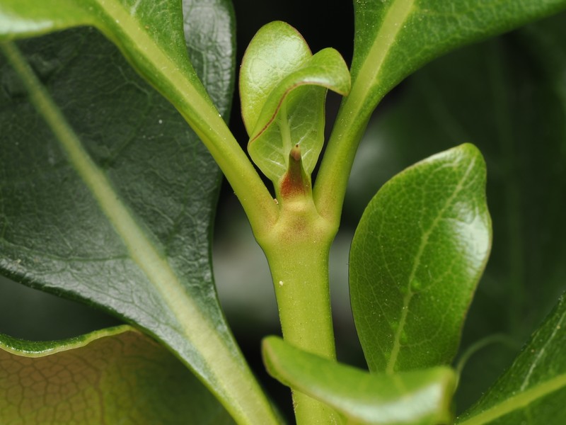 Coprosma macrocarpa subsp. minor photo 2