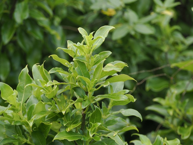 Coprosma macrocarpa subsp. minor photo 3