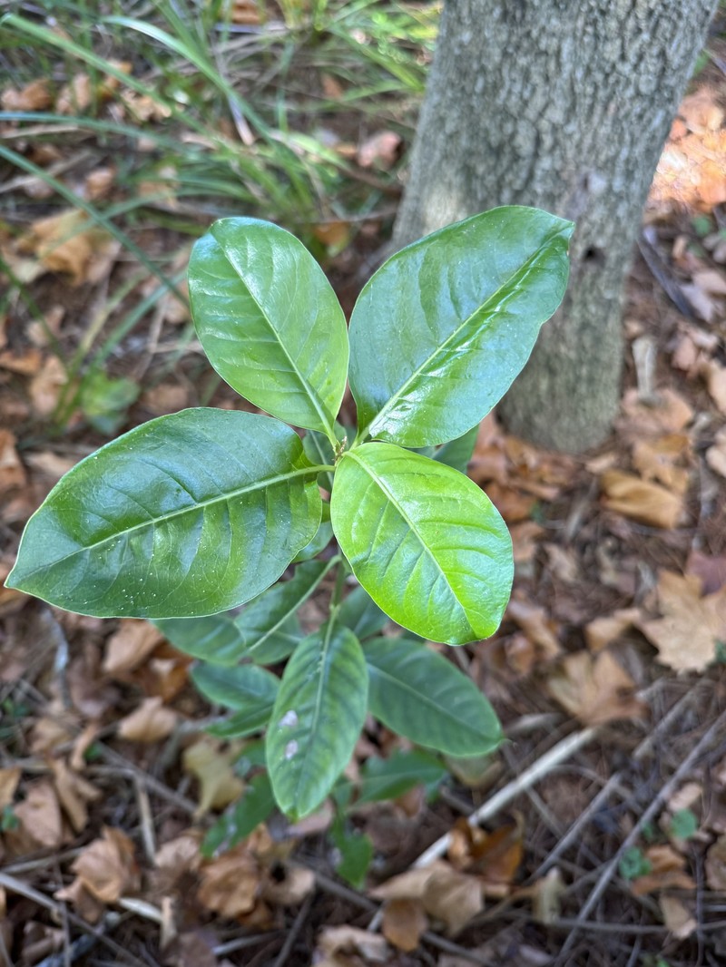 Coprosma macrocarpa subsp. minor photo 4